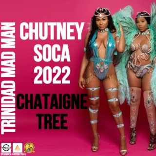 Chataigne Tree