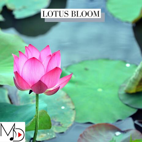 Lotus Bloom