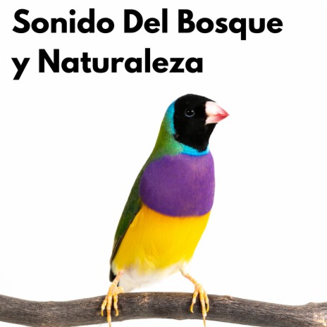 Sonidos de Aves ft. Descansa & Pájaros del Bosque | Boomplay Music