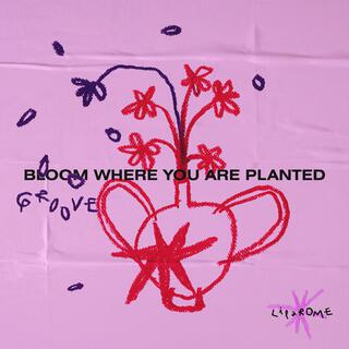 Groove Where You Are Planted