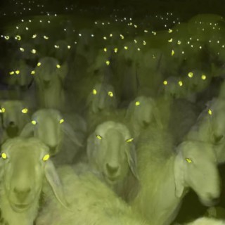 Glowing Sheep EP