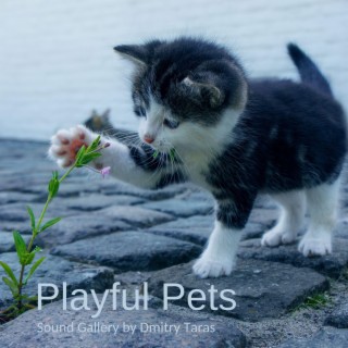 Playful Pets