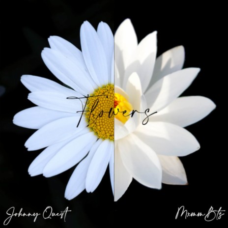 Daisies | Boomplay Music