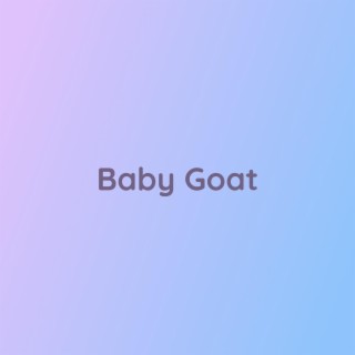 Baby Goat