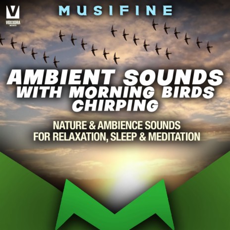 Ambient Sounds With Morning Birds Chirping (Nature & Ambience Sounds for Relaxation, Sleep & Meditation) | Boomplay Music