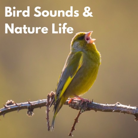 Birds in the Forest ft. Singing Birds of Poland & Birds Singing | Boomplay Music