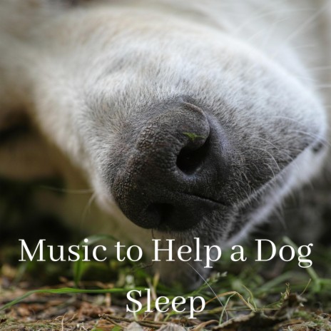 Music for a dog to sleep