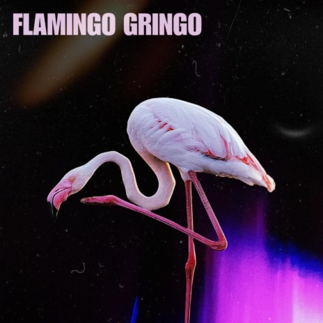 Flamingo Gringo | Boomplay Music