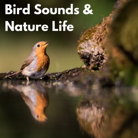 Soothing Birds in the Forest ft. Calming Bird Sounds & Nature And Bird Sounds | Boomplay Music