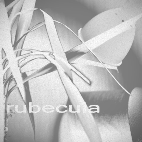 rubecula | Boomplay Music
