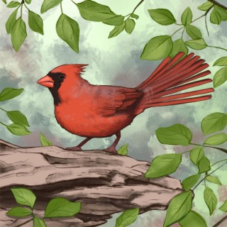 Northern Cardinal