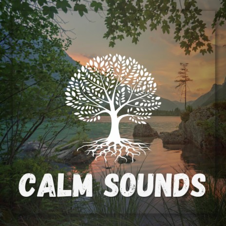Calm Nights | Boomplay Music