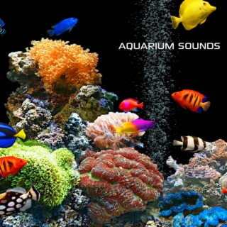 Aquarium Sounds