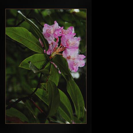 Rhododendron | Boomplay Music