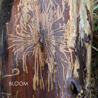 Bloom (Westward Journey Collaboration)