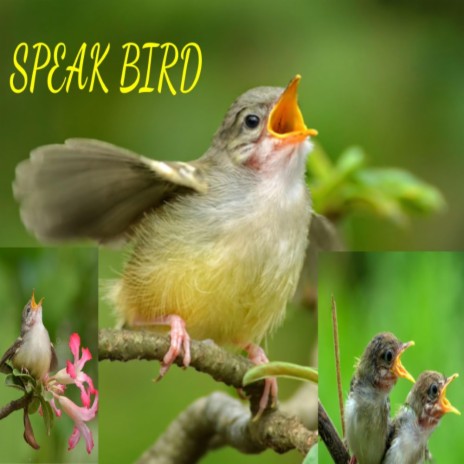 Speak Bird