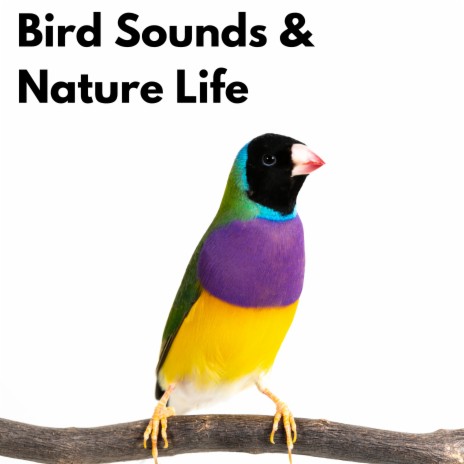 Delightful Outside Bird Sounds ft. Animal and Bird Song & Calm Bird Sounds | Boomplay Music