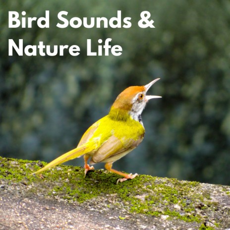 Birds Chirping ft. The Bird Relaxer & Sounds on Earth | Boomplay Music