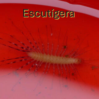 Escutígera