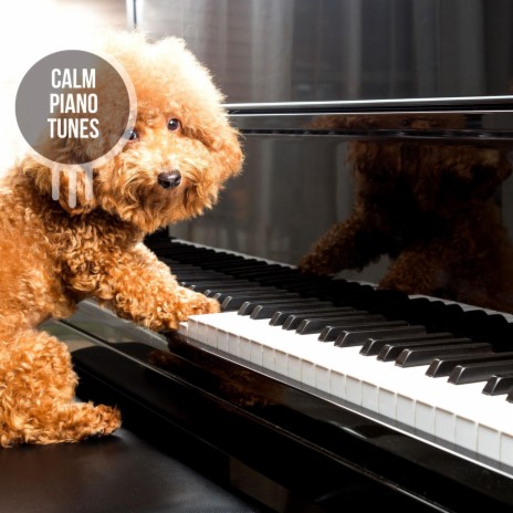 Evening Joyful Piano | Boomplay Music