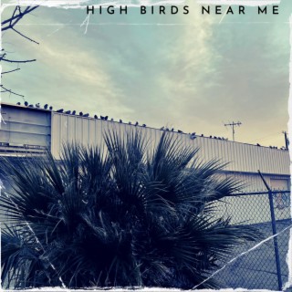 High Birds Near Me