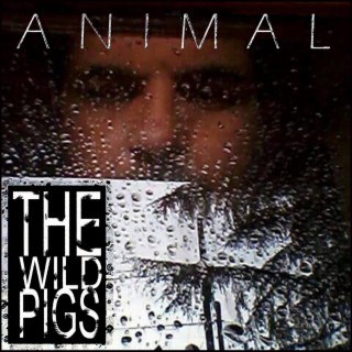 THE WILD PIGS