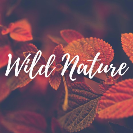 Wild Nature | Boomplay Music