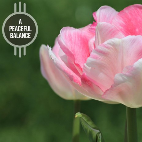Emotional Attachment With Pet (Peaceful Piano D Major) | Boomplay Music
