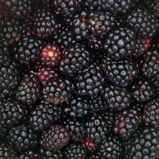 Brambles