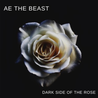 Dark side of the rose