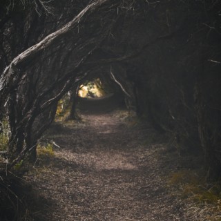 Tree Pathway