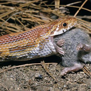 Reptiles From The Rodents