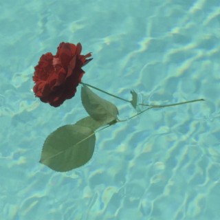 A Rose...