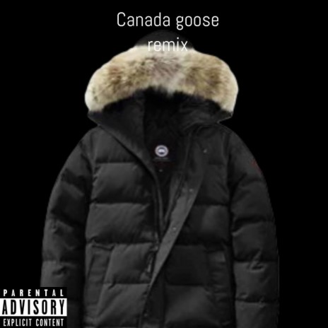 Canada goose 2