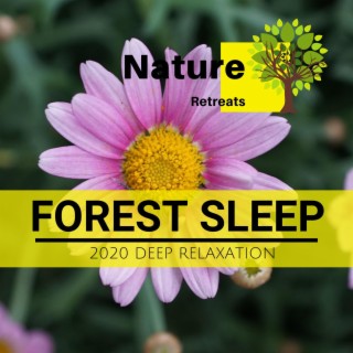 Forest Sleep - 2020 Deep Relaxation