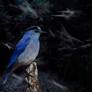 Sialia (Blue Bird)