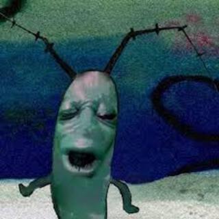 plankton