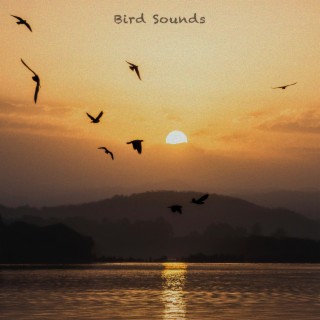 Bird Sounds