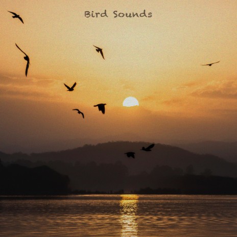 Bird Sounds | Boomplay Music