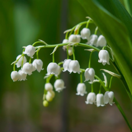 Lily of the Valley | Boomplay Music