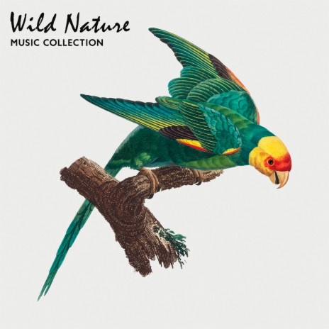 Sounds of Wild Animals | Boomplay Music