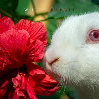 White Rabbit