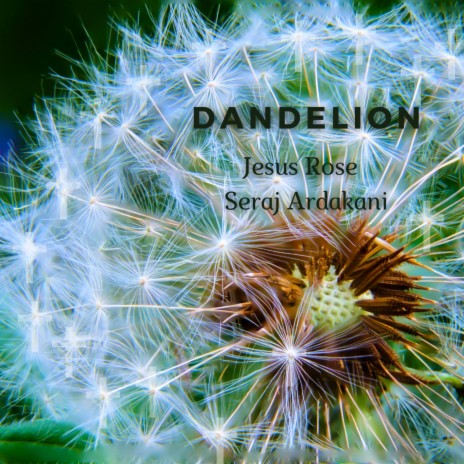 Dandelion ft. Jesus Rose