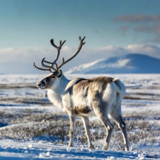 Journey to the Island of the Silver Reindeer