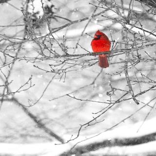 Cardinal in the Winter