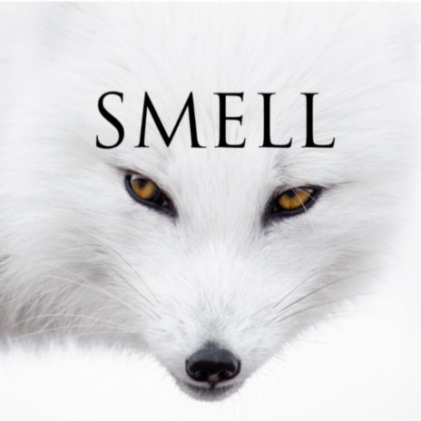 SMELL | Boomplay Music