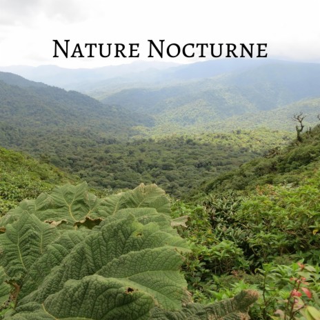 Nature Nocturne
