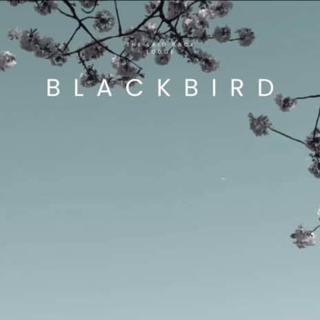 Blackbird