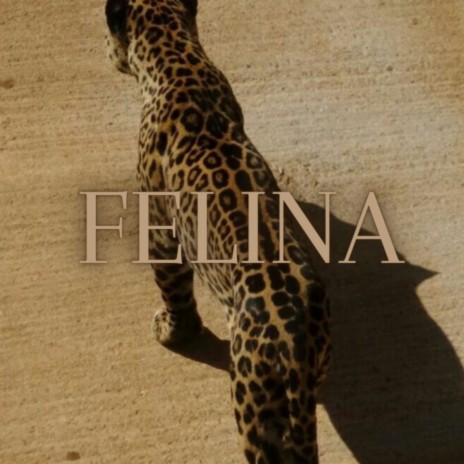 Felina | Boomplay Music