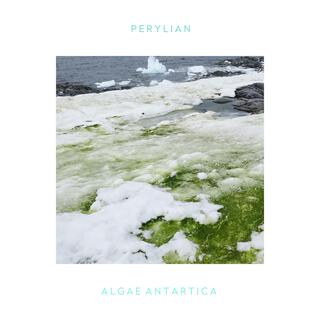 Algae Antartica